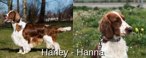 Harley och Hanna