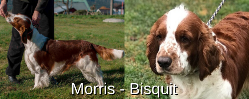 Morris och Bisquit